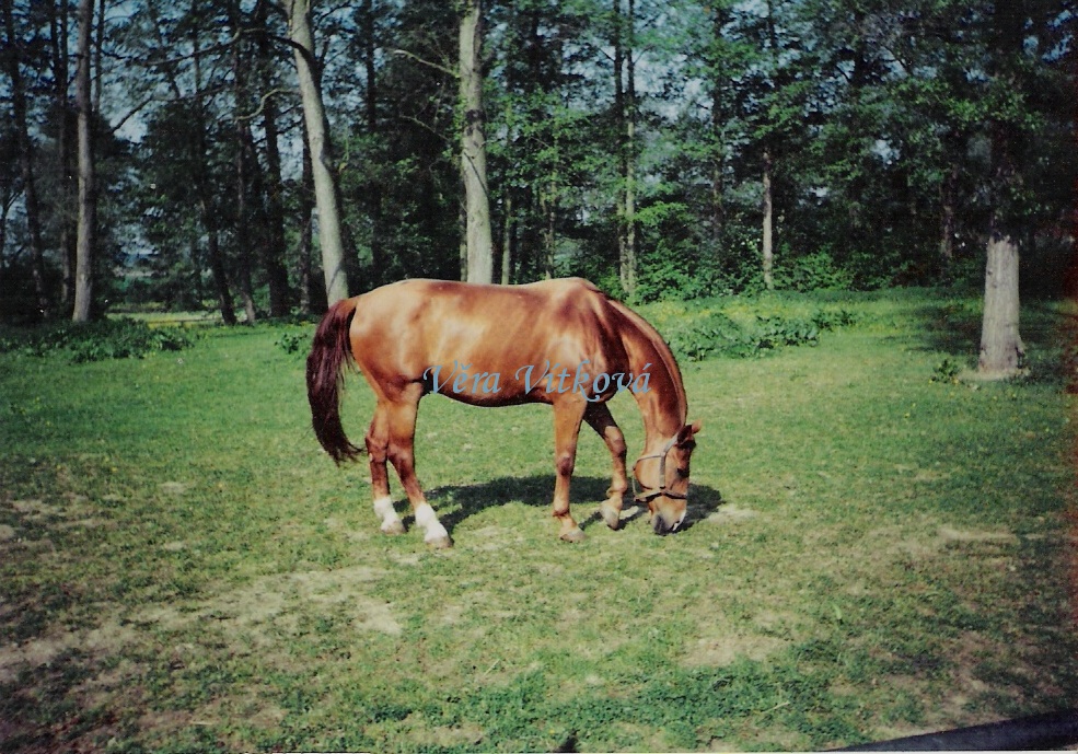 Snímek 008.jpg